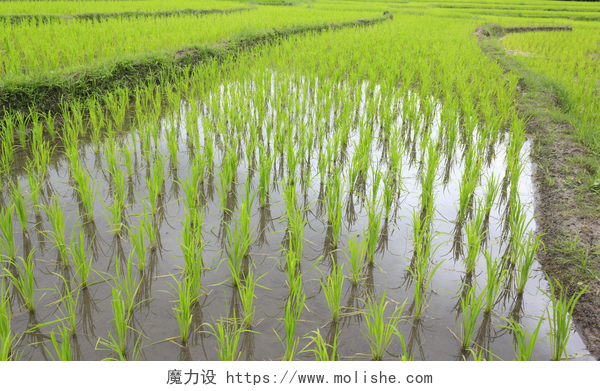 绿油油的稻田水稻特写水稻种植